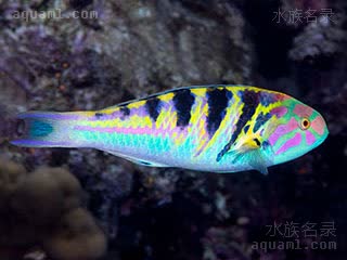 Thalassoma hardwicke 鞍斑锦鱼