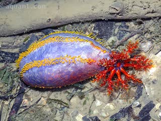 多彩海苹果 Pseudocolochirus violaceus 紫伪翼手参  