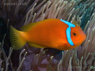 Amphiprion leucokranos 白罩双锯鱼