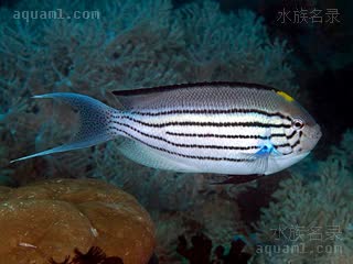 拉马克仙 Genicanthus lamarck 月蝶鱼  大型雄性头部有黄色色斑