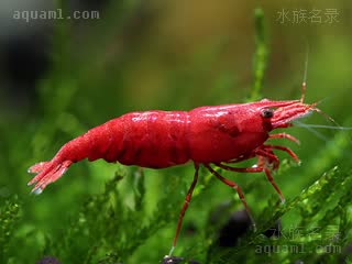 Neocaridina davidi Neocaridina davidi cv.'painted fire red'  (烤漆极火虾)