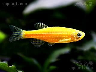 Danio rerio Danio rerio cv.'yellow  (柠檬斑马)