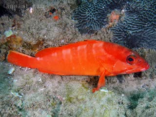玫瑰斑 Epinephelus fasciatus 横条石斑鱼 成鱼(1) 体色多变