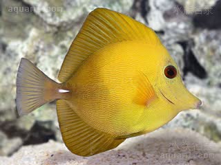 黄金吊 Zebrasoma flavescens 黄高鳍刺尾鱼  与Z. scopas/小高鳍刺尾鱼杂交的个体，国内一般称作黄丹吊