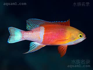 Pseudanthias pictilis 锈色拟花鮨