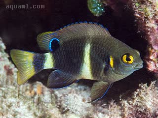 蓝线雀 Chrysiptera brownriggii 勃氏金翅雀鲷 成鱼(1) 色型I：灰黑浅双带色型成鱼