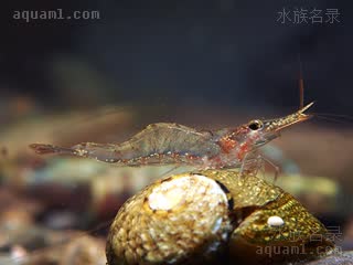 红戟枪虾 Caridina longirostris 长额米虾 亚成 