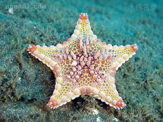 西非星 Goniaster tessellatus 细粒角海星[暂]  马德拉岛M/adeira Island拍摄到的个体