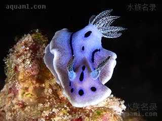 威廉海牛 Chromodoris willani 威廉多彩海牛[暂]  正面