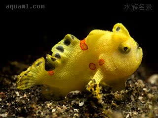 彩画五脚虎 Antennarius pictus 白斑躄鱼 幼鱼(1) 