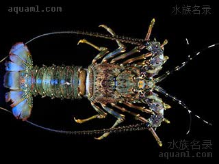 波纹龙虾 - 小青龙 Panulirus homarus