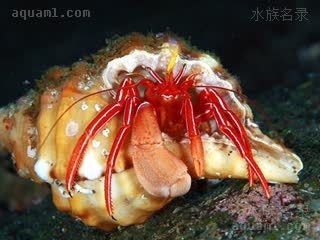 丘疹仿门寄居蟹 Pylopaguropsis pustulosa