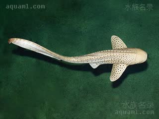  Stegostoma tigrinum 豹纹鲨  背部