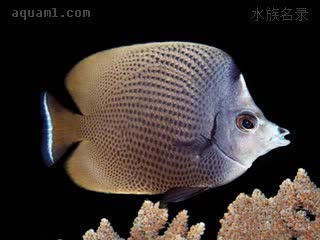 白鼻蝶 Chaetodon nigropunctatus 黑斑蝴蝶鱼 成鱼 