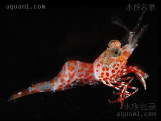  Cinetorhynchus rigens  浮游期(2) 