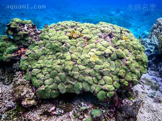 菠萝丁 Galaxea fascicularis 丛生盔形珊瑚  自然环境大片聚集