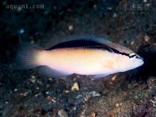 贼寇草莓 Pseudochromis perspicillatus 壮拟雀鲷 成鱼 体色为白色至微黄色，吻部、前额和上背部为深灰色