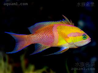 白间宝石 Pseudanthias leucozonus 白带拟花鮨 雌鱼 