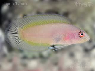 环眼草莓 Pseudoplesiops typus 拟鮗 雌鱼 雌鱼颜色为粉偏白