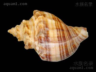 风车螺 Neptunea cumingii 香螺[暂]  