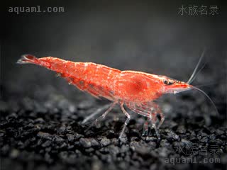 Neocaridina davidi Neocaridina davidi cv.'red'  (樱花虾)