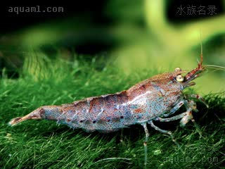  Neocaridina palmata 掌肢新米虾  野生“厚甲”个体