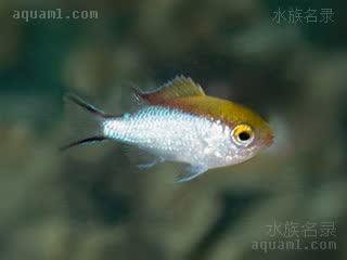 大堡礁魔 Chromis nitida 闪烁光鳃鱼 幼鱼 