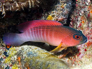 条纹红龙 Labracinus cyclophthalmus 圆眼戴氏鱼  