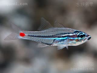 红点玫瑰 Ostorhinchus parvulus 小鹦天竺鲷 幼鱼 