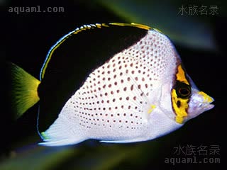 坦克蝶 Chaetodon tinkeri 丁式蝴蝶鱼 成鱼 