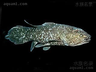 Coelacanthiformes Latimeria menadoensis