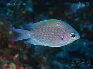 Chromis albomaculata 白班光鳃鱼
