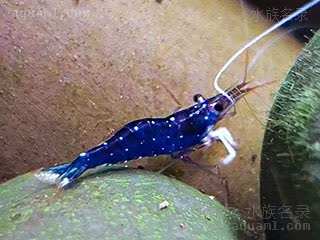 白袜虾 Caridina dennerli 丹纳氏米虾[暂]  紧迫时体色变为蓝色(可恢复)