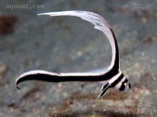 Sciaenidae Equetus punctatus