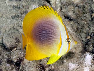 金带蝶 Chaetodon aureofasciatus 金带蝴蝶鱼 亚成 