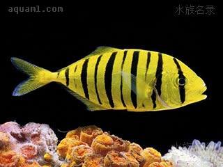 黄金鲹 Gnathanodon speciosus 无齿鲹 亚成 