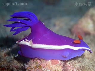 紫海牛 Hypselodoris bullocki 布氏高海牛  外鳃深色，白边较宽的个体