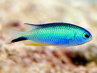 子弹魔 Pomacentrus alleni 艾伦氏雀鲷  蓝色的深浅视个体与环境可变