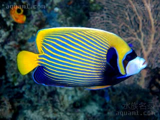 皇后神仙 Pomacanthus imperator 主刺盖鱼 成鱼(2) 印度洋个体，背鳍末端没有“飞剑”，成圆钝状