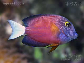 Ctenochaetus flavicauda 黄尾栉齿刺尾鱼