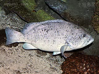 蓝瓜子斑 Epinephelus cyanopodus 蓝鳍石斑鱼 成鱼 大型个体