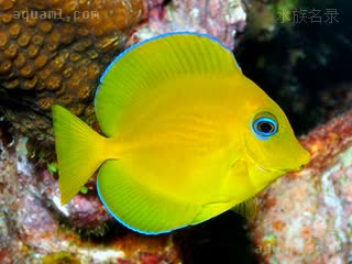 紫蓝吊 Acanthurus coeruleus 蓝刺尾鱼 幼鱼(3) 鱼体呈黄色，背鳍以及臀鳍呈钝圆形，带有蓝边