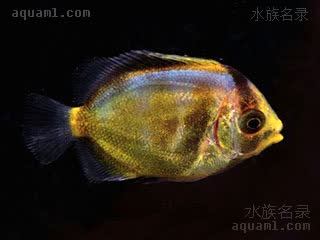 橙仙 Holacanthus clarionensis 塞拉利昂刺蝶鱼 仔稚鱼 