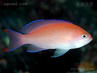 三色宝石 Pseudanthias rubrizonatus 红带拟花鮨 雌鱼 侧面无红色色斑，尾鳍边缘及尖端红色