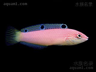 苍白海猪鱼 - 芭比龙(幼体) Halichoeres pallidus(J)