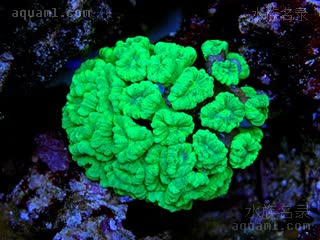 Merulinidae Astraeosmilia curvata