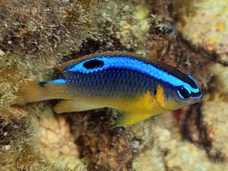 蓝线雀 Chrysiptera brownriggii 勃氏金翅雀鲷 成鱼(2) 色型II：蓝背双班色型成鱼
