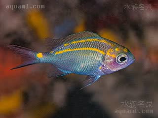 黄线青魔 Acanthochromis polyacanthus 多刺棘光鳃鲷 幼鱼(2) 身体逐渐变暗，背鳍边缘、臀鳍边缘以及尾鳍上下带有黑边