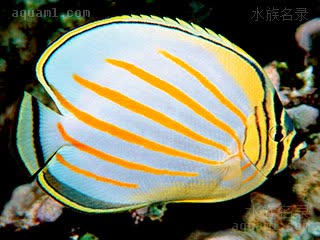 黄风车蝶 Chaetodon ornatissimus 华丽蝴蝶鱼 成鱼 