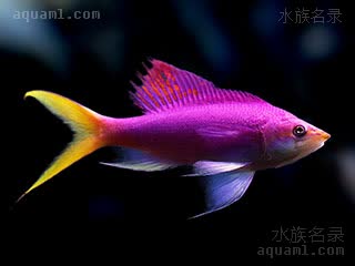 紫红拟花鮨 - 紫后(雄) Pseudanthias pascalus(M)